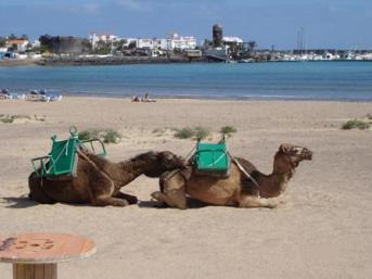 Camel